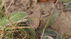 Satyrium esculi