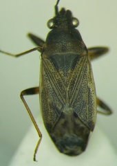 Peritrechus
