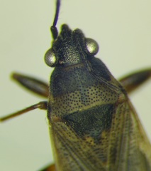Peritrechus