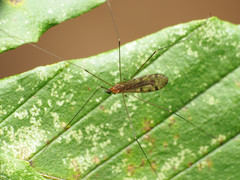 Neolimonia rara