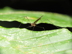 Neolimonia rara