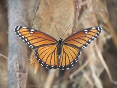 Limenitis archippus hoffmanni