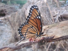 Limenitis archippus hoffmanni