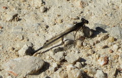 Argia immunda