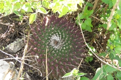 Mammillaria mystax