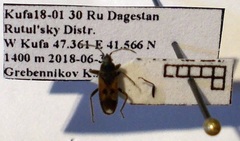 Pezocoris apicimaculus