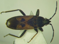 Pezocoris apicimaculus