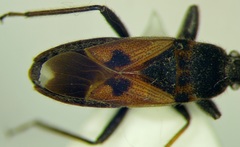 Pezocoris apicimaculus