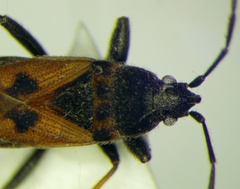 Pezocoris apicimaculus