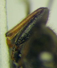 Pezocoris apicimaculus