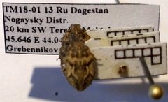 Phimodera humeralis