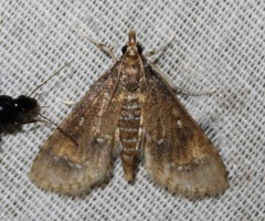 Niphograpta albiguttalis