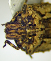 Phimodera humeralis
