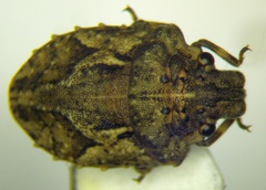 Phimodera humeralis