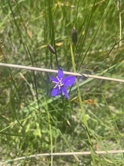 Hemerocallidoideae
