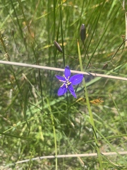 Hemerocallidoideae