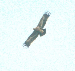 Aquila nipalensis