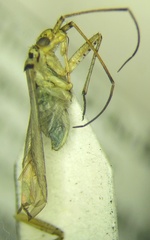 Oncotylus viridiflavus