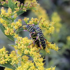 Megacyllene robiniae