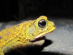 Incilius mazatlanensis