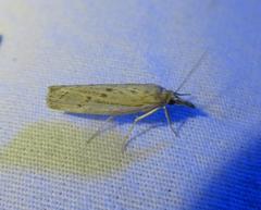 Fissicrambus quadrinotellus