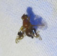 Parastenopa limata