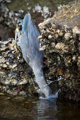 Butorides striata macrorhyncha