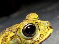 Incilius mazatlanensis