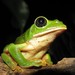 Mexican Giant Tree Frog - Photo (c) Cheryl Harleston López Espino, some rights reserved (CC BY-NC-ND), uploaded by Cheryl Harleston López Espino