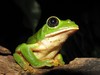 Mexican Giant Tree Frog - Photo (c) Cheryl Harleston López Espino, some rights reserved (CC BY-NC-ND), uploaded by Cheryl Harleston López Espino