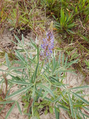 Lupinus multiflorus