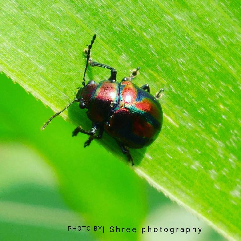 Colasposoma ornatum