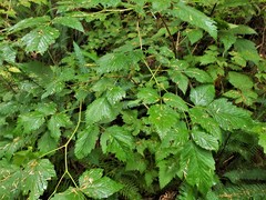 Rubus spectabilis spectabilis
