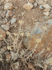 Achillea falcata