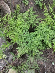 Cheilanthes quadripinnata