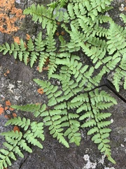 Cheilanthes quadripinnata