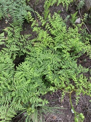 Cheilanthes quadripinnata