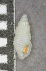 Bittinella hiloensis