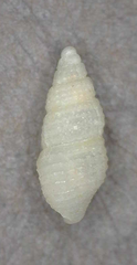 Bittinella hiloensis
