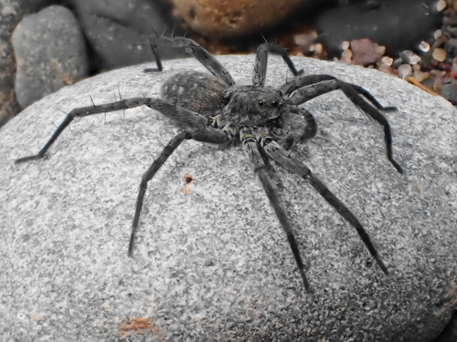 Stone Spider