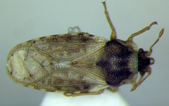 Piesma maculatum