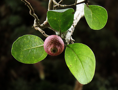 Ficus ruginervia