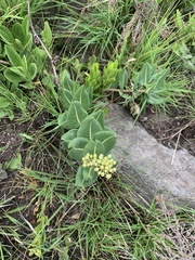 Xysmalobium acerateoides