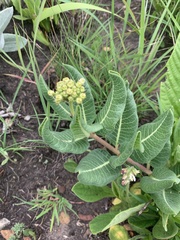 Xysmalobium acerateoides