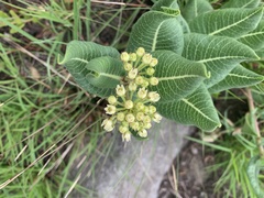Xysmalobium acerateoides