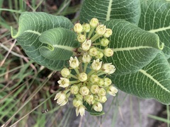 Xysmalobium acerateoides