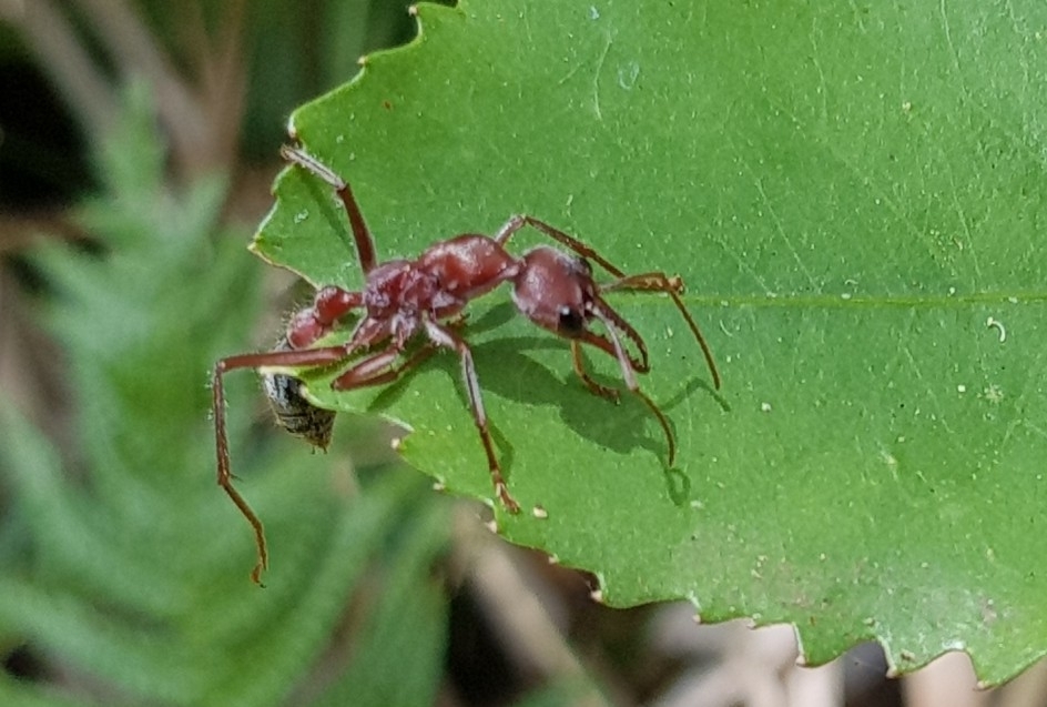 Myrmecia comata