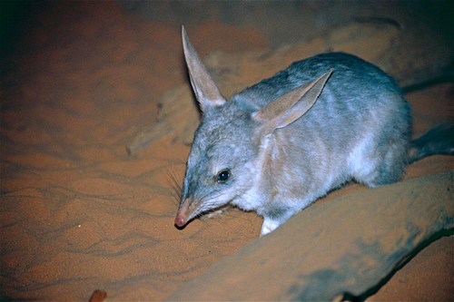 Bilby