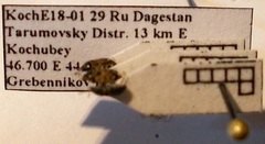 Pionosomus opacellus