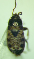 Pionosomus opacellus